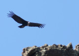 Andean Condor (Vultur gryphus)