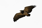 Black-chested Buzzard-eagle (Geranoaetus melanoleucus) 
