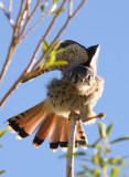 American Kestrel (Sparvfalk) Falco sparverius