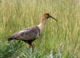 Black-faced Ibis (Theristicus melanopis)