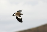 Southern Lapwing (Vanellus chilensis)