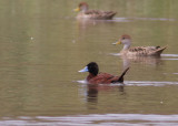 Andean Ruddy Duck (Oxyura ferruginea)