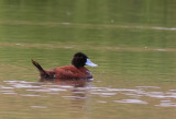 Andean Ruddy Duck (Oxyura ferruginea)