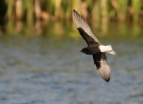 White-winged Black Tern (Vitvingad trna) Chlidonias leucopterus