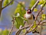 Goldfinch (Steglits) Carduelis carduelis