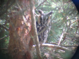 Long-eared Owl