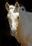 Black Hills Wild Horse Sanctuary