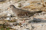 Ground Dove