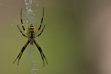 Yellow Garden Spider
