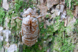 Cicada nymph (empty shell)