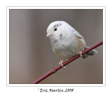 Msange  tte noire Leucistisme /   Leucistisme Black-capped Chickadee