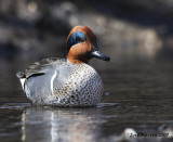 Sarcelle dHiver / Green-winged Teal