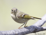 Roitelet  couronne rubis Ruby /  Crowned Kinglet