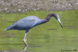 Aigrette bleue / Little blue heron