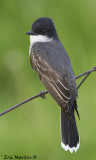 Tyran Tritri / Eastern Kingbird