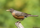 Merle dAmrique / American Robin