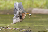 Hron Vert / Green Heron