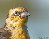 Carouge  Tte Jaune (juv) / Yellow-headed Blackbird (juv)