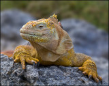 Land Iguana