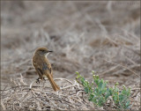 Large-billed Flycatcher