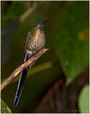 Violet-Tailed Sylph Hummingbird