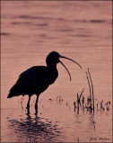 White-face ibis