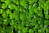 Clovers at the Tan Oak Trail