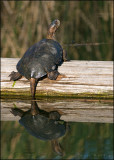 Northern Pacific Pond Turtle