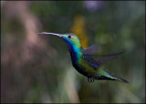 Black-Throated Mango Male