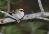 Golden-crowned Kinglet