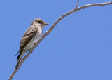 Western Wood-Pewee