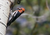 Red-breasted Sapsucker