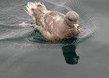 Northern Fulmar