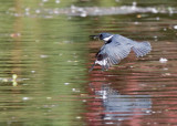 Kingfisher