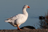 Domestic Goose