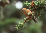 Red Crossbill