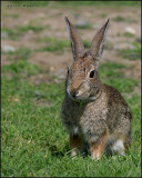 Cotton tail rabbit