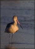 Marbled Godwit