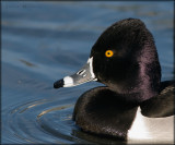 Ring-necked Duck