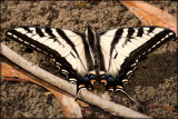 Western Tiger Swallowtail