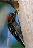 Nuttalls Woodpecker brings food to the nest