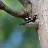 Male Nuttalls Woodpecker exits the nest
