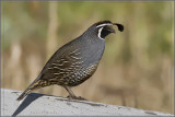 California Quail