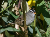 White-crowned Sparrow