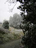 Frosty trees 3.jpg