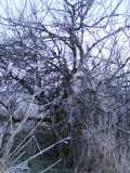 Frosty trees 4.jpg