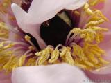 2006-05-02 Stamens