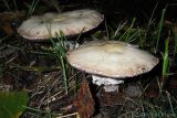 2006-09-12 Mushrooms