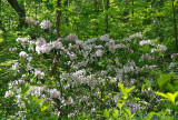 Mountain Laurel