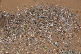 Accumulated shells